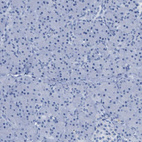 Immunohistochemical staining of human pancreas shows no positivity in exocrine glandular cells as expected.