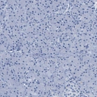 Immunohistochemical staining of human pancreas shows no positivity in exocrine glandular cells as expected.