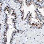 Immunohistochemical staining of human prostate shows strong cytoplasmic granular positivity in glandular cells.