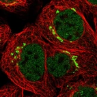 Immunofluorescent staining of human cell line A-431 shows localization to nucleoplasm & the Golgi apparatus.