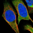 Immunofluorescent staining of human cell line U-2 OS shows localization to cytosol.
