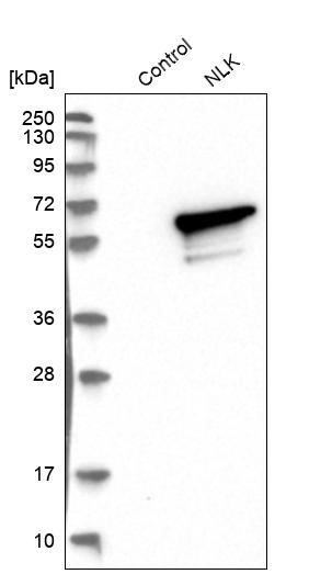 Anti-NLK Antibody