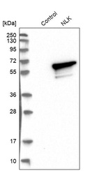 Anti-NLK Antibody