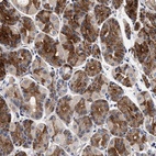 Anti-NEK7 Antibody