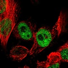 Immunofluorescent staining of human cell line U-251 MG shows localization to nucleoplasm.