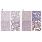 Immunohistochemical staining of human cerebral cortex, endometrium, liver and placenta using Anti-SIGLEC6 antibody HPA018198 (A) shows similar protein distribution across tissues to independent antibody HPA009084 (B).