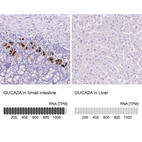 Anti-GUCA2A Antibody