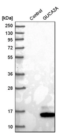 Western blot analysis in control (vector only transfected HEK293T lysate) and gUCA2A over-expression lysate (Co-expressed with a C-terminal myc-DDK tag (~3.1 kDa) in mammalian HEK293T cells, LY409429).