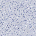 Anti-DUSP26 Antibody