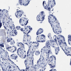 Anti-DUSP26 Antibody