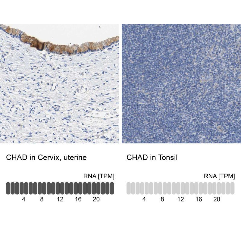 Anti-CHAD Antibody