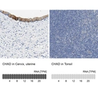 Anti-CHAD Antibody