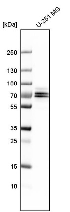 Western blot analysis in human cell line U-251 MG.