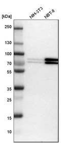 Western blot analysis in mouse cell line NIH-3T3 and rat cell line NBT-II.