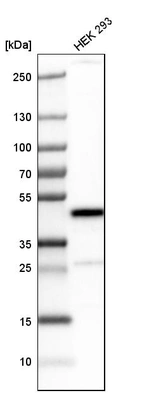 Western blot analysis in human cell line HEK 293.