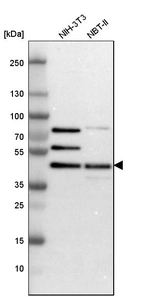 Western blot analysis in mouse cell line NIH-3T3 and rat cell line NBT-II.
