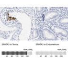 Anti-SPATA3 Antibody