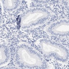 Anti-SPATA3 Antibody