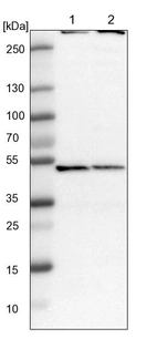 Lane 1: NIH-3T3 cell lysate (Mouse embryonic fibroblast cells)_br/_Lane 2: NBT-II cell lysate (Rat Wistar bladder tumour cells)