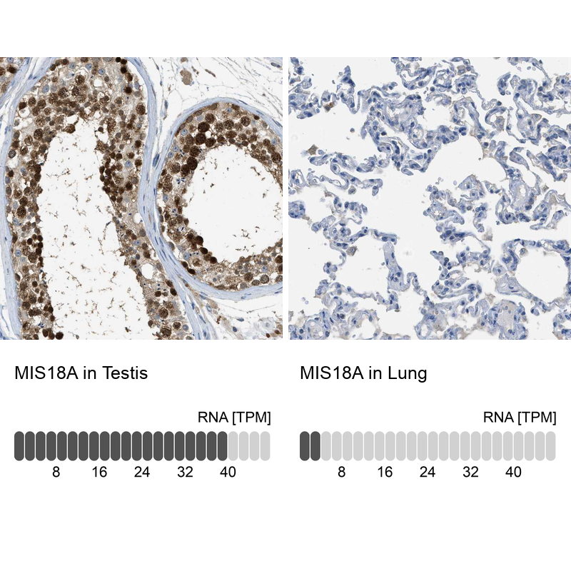 Anti-MIS18A Antibody