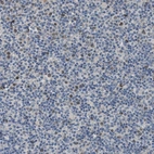 Immunohistochemical staining of human lymph node shows moderate nuclear positivity in a subset of non-germinal center cells.