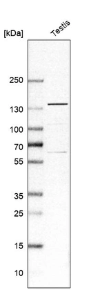 Western blot analysis in human testis tissue.