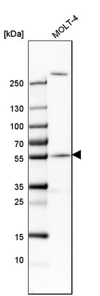 Western blot analysis in human cell line MOLT-4.