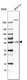 Anti-CEP57 Antibody