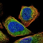 Immunofluorescent staining of human cell line U-2 OS shows localization to microtubules.