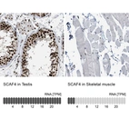 Anti-SCAF4 Antibody