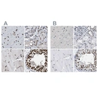 Immunohistochemical staining of human cerebral cortex, kidney, skeletal muscle and testis using Anti-SCAF4 antibody HPA018319 (A) shows similar protein distribution across tissues to independent antibody HPA018668 (B).