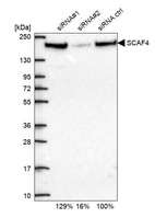 Anti-SCAF4 Antibody