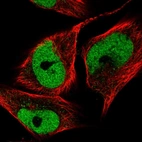 Immunofluorescent staining of human cell line U-251 MG shows localization to nucleoplasm.