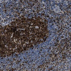 Immunohistochemical staining of human tonsil shows strong nuclear positivity in germinal center cells and a subset of non-germinal center cells.