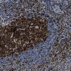 Immunohistochemical staining of human tonsil shows strong nuclear positivity in germinal center cells and a subset of non-germinal center cells.