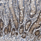 Immunohistochemical staining of human duodenum shows strong nuclear positivity in a subset of glandular cells.