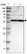 Anti-ZNF26 Antibody