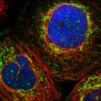 Immunofluorescent staining of human cell line A-431 shows localization to nuclear bodies & mitochondria.