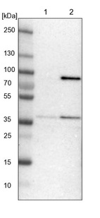 Anti-MRPL39 Antibody