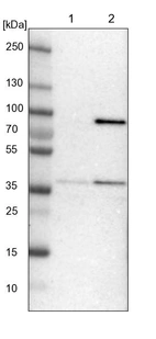 Lane 1: NIH-3T3 cell lysate (Mouse embryonic fibroblast cells)_br/_Lane 2: NBT-II cell lysate (Rat Wistar bladder tumour cells)