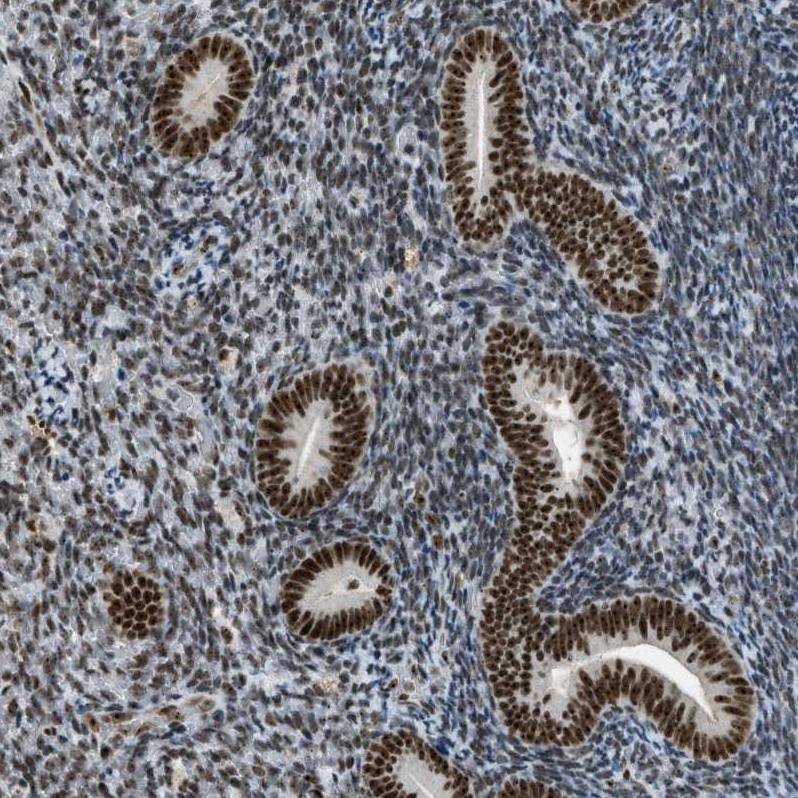 Anti-URB1 Antibody