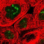Immunofluorescent staining of human cell line A-431 shows localization to nucleoli fibrillar center.