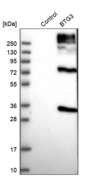 Western blot analysis in control (vector only transfected HEK293T lysate) and BTG3 over-expression lysate (Co-expressed with a C-terminal myc-DDK tag (~3.1 kDa) in mammalian HEK293T cells, LY416410).