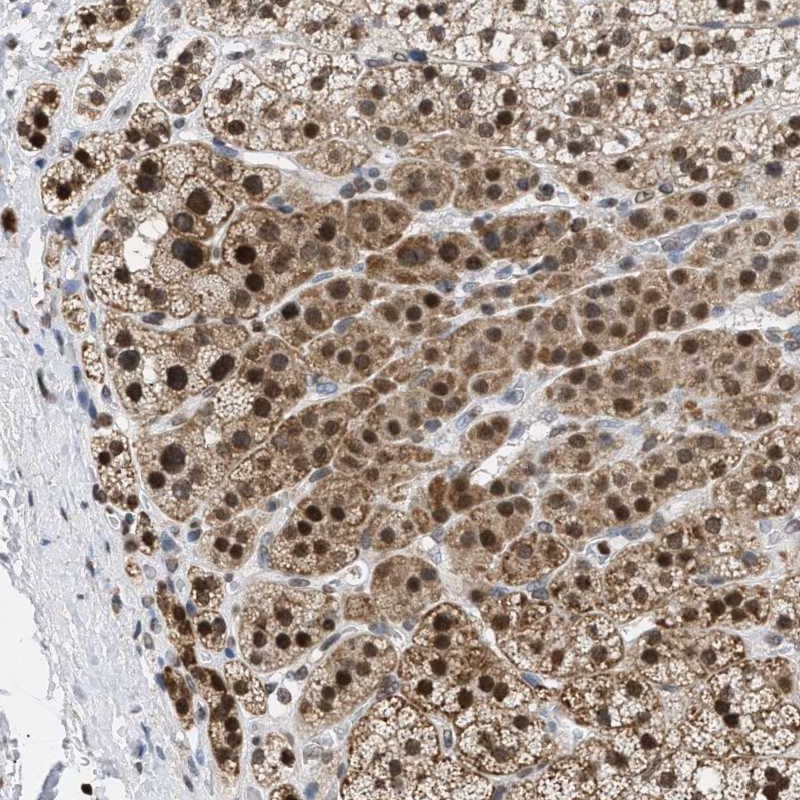 Anti-NUP35 Antibody