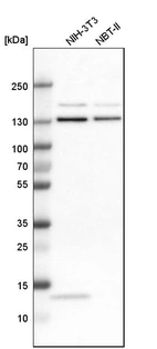 Western blot analysis in mouse cell line NIH-3T3 and rat cell line NBT-II.