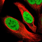 Immunofluorescent staining of human cell line U-2 OS shows localization to nucleoplasm.