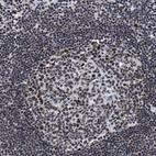 Immunohistochemical staining of human lymph node shows strong nuclear positivity in germinal center cells.