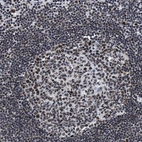 Immunohistochemical staining of human lymph node shows strong nuclear positivity in germinal center cells.