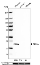 Western blot analysis in MCF-7 cells transfected with control siRNA, target specific siRNA probe #1 and #2, using Anti-RBM8A antibody. Remaining relative intensity is presented. Loading control: Anti-GAPDH.