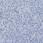 Immunohistochemical staining of human pancreas shows no positivity in exocrine glandular cells as expected.